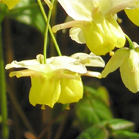 Herba Epimedium