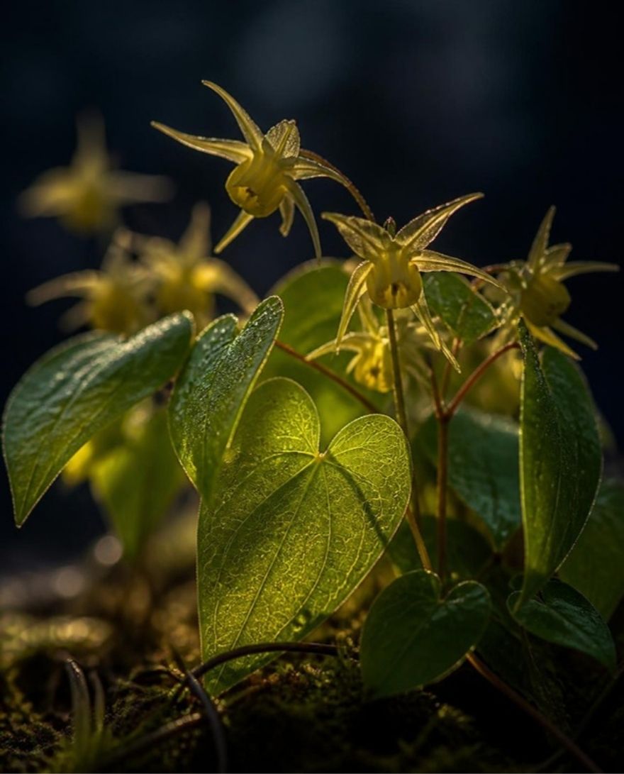 Epimedium
